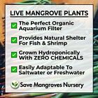 29 Inch Red Mangrove Live Tree Plant  Years Old  Saltwater Freshwater Aquarium