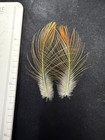 Flamed Bower Bird Feathers