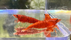 Orange Sunkist Neocaridina Shrimp 10  Free Shipping