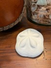 Large Puffy Sea Biscuit Sand Dollar Fossil Seashell Nautical Ocean Beach Decor