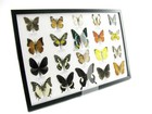 20 Beautiful Butterfly Butterflies In Showcase - Framed - Real - A-20-madam-03