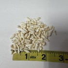 Lot Of 100 Assorted Small Coyote Teeth Real Cleaned Taxidermy Weird Goth  4150