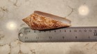 Conus Gloriamaris Chemnitz  1777  a Classic Collectible    90mm 