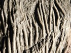 Wow Big   430 Million Year Old  Crinoid Fossil Or Sea Lily Fossil Morocco 1801gr