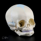 Human Fetal Baby Infant Skull Silicone Mold Resin  Plaster  Soap  Candle Mold