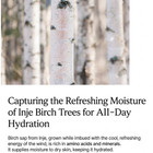 Round Lab Birch Juice Moisturizing Sun Cushion 15g X 2 Pcs   K-beauty  free Gift