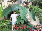 4 Live Bulbs Colocasia Gigantea Thailand Giant Thai Giant Elephant Ear Huge Leaf