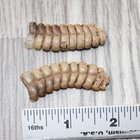 2 Large Rattlesnake Rattles   2063    Taxidermy Diamondback Sidewinder