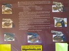 7 Serpents Colt Snake Guns Reference Cobra Viper Python Diamondback Full Color