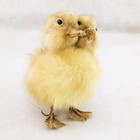 Two 2 Headed Duck Duckling Oddities Curiosities Collectible Craft Bizarre Gift