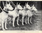 1930s Vintage Bull Terrier Print Mrs Yearsley Team Of Bull Terriers 4630v