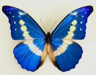 Real Framed Butterfly Fantastic Blue Morpho Helena A1 - Peru Riker Display