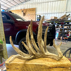 Giant 15 Point Heavy Mass Antler Weighs 4 6lbs  In Velvet Cut Off  1107