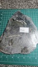 High End Top Quality Stromatolite Fossils  Bruce Stinchcomb  Collection 