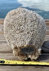 Natural Sea Sponge From Key West Coastal Beach Decor