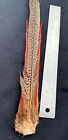 Golden Pheasant Tail  Feathers