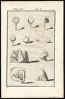Rare Antique Anatomical Print-eye-ear-spigelius-casserius-1645
