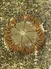 Ultra Rock Flower Anemone Rfa