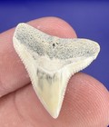 Rare White Fossil Bull Shark Tooth 0 95    Real Shark Teeth