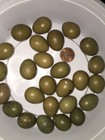 12 Fertile Button Quail Hatching Eggs - Variety Of Colors - Shipped In Foam