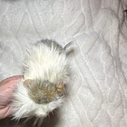 Hansa Guinea Pig Plush Stuffed Animal Mini Under 6 In Gray   White 2014 Mpn 1128