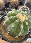 10 3cm Raresucculent Plant Copiapoa Cinerea  pan De Azucar  pda  Rootles Wysiwyg
