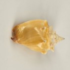 Strombidae - Strombus Pugilis Linnaeus  1758