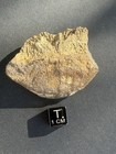 Partial Hadrosaur Ungual-late Cretaceous- Hell Creek Formation- South Dakota