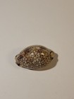 Hand Picked Cowry Shell - Palmadusta Lutea Humphreysi