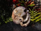 Large Amethyst Nautilus Skull Sculpt By Skullis