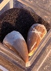     rr        2 Triassic Teeth In Case  Pre-dino Fossils  Ne Az      