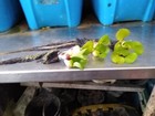 Memorial Day Sale  50  Helen s Water Hyacinth koi pond plant organic grown