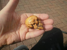 2b   Carved Cyprus Wood Netsuke Human Skull Collectable Figure