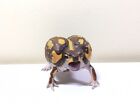 Sota Kaiyodo Japan Exclusive Breviceps Adspersus Bushveld Rain Frog Figure B