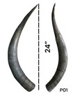 X-large Pair Of Longhorns    Real Horn   Natural Color   Rustic   24      p01