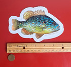 Epf Pumpkinseed  realistic  Die Cut Glossy Sticker 