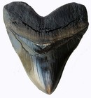 5 5 Inch Megalodon Tooth Black With Serrations - Free Shipping