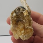 Ruck s Pit Calcite Clam Fossil - Mercenaria Permagna - Ft  Drum  Florida