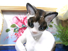 Rosenthal Selb-plossberg Germany Handgemalt Cat Porcelain Figurine Kitten