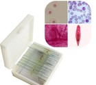 25pcs Parasites Microscope Specimen Slides For Parasitology Teaching Research