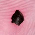 Rare Juvenile Pachycephalosaurus Dinosaur Tooth Hell Creek Formation Montana 