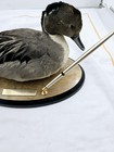 Vintage Captive Raised Pintail Duck Taxidermy Pen Desk Set