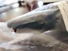 13 4  Jurassic Realistic Dinosaur Mosasaurus High Detail Figure Dino Toy Model