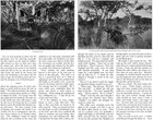 Plains Of Panda Elephant Hunter Mozambique Big Game Hunt 1916 Article   Photos
