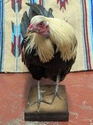 Beautiful Mounted Gamecock Rooster