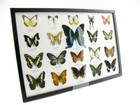 20 Beautiful Butterfly Butterflies In Showcase - Framed - Real - A-20-blumei-19