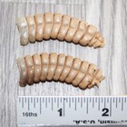 2 Very Large Rattlesnake Rattles   267    Taxidermy Diamondback Sidewinder