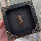 Insect Taxidermy Real Preserved Cricket Black Frame Entomology Art Decor