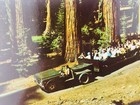 Vintage Yosemite National Park California Ca Tram At Mariposa Grove Postcard