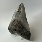 Megalodon Shark Tooth 5 70 Inch - Huge - Colorful Fossil - Authentic 20238